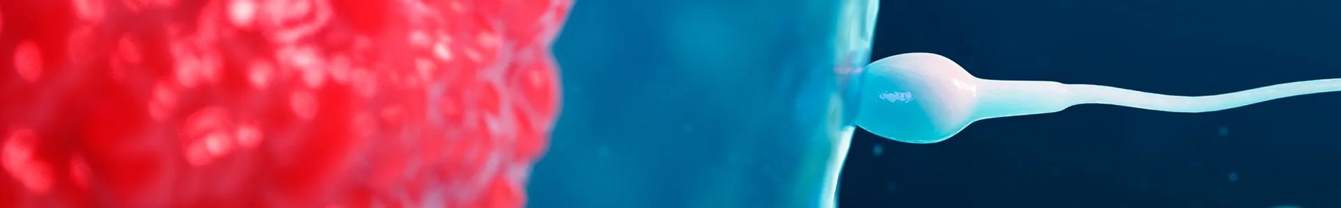 FIV (fertilização in vitro) com super-ICSI