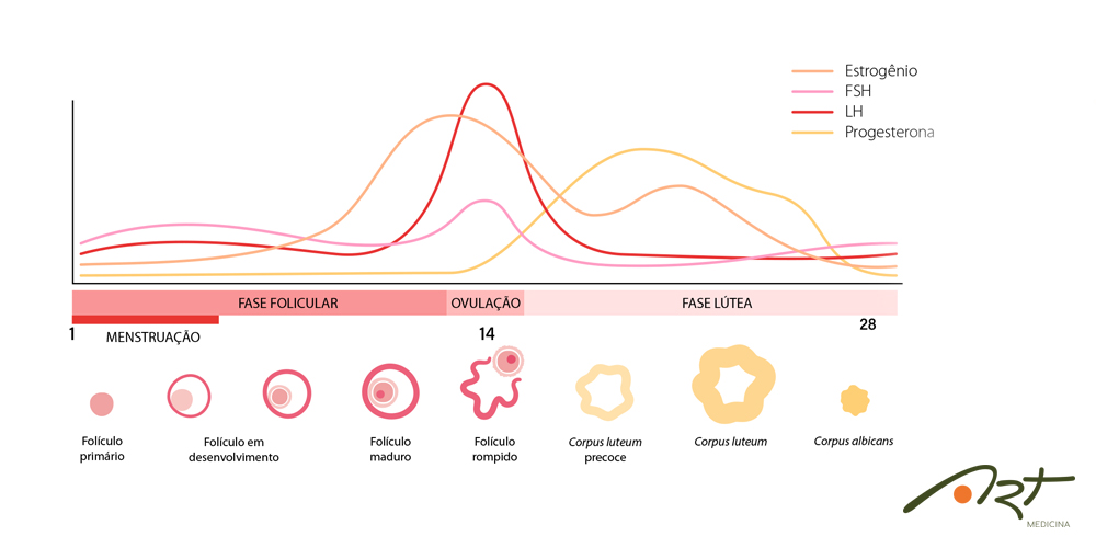 Ciclo menstrual e suas fases - Toda Matéria