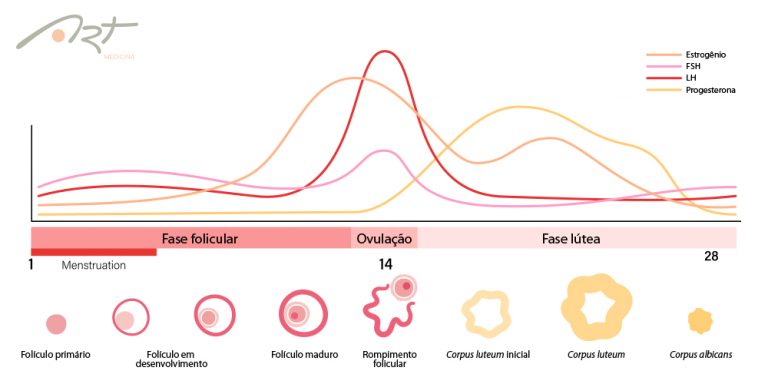 Fase Lútea Do Ciclo Menstrual Art Medicina Reprodutiva 8715